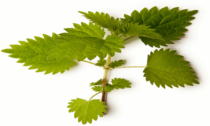Birch extract