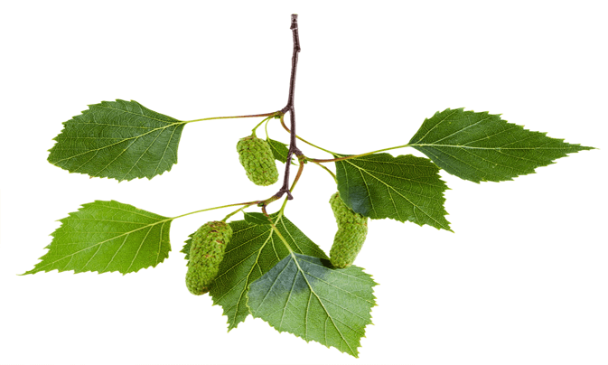 Nettle extract