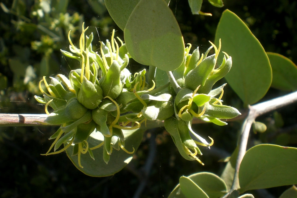 Follaje fresco y flores en desarrollo de jojoba