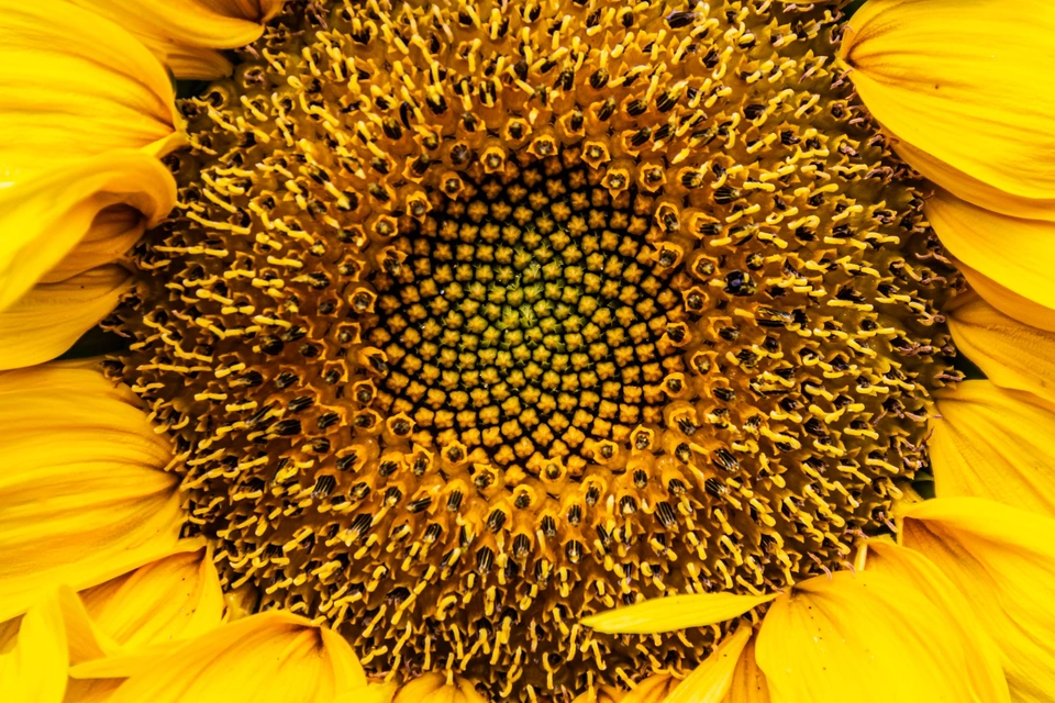 Primer plano de una flor de girasol dorada